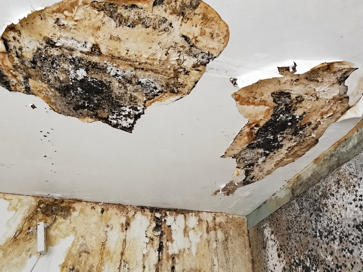 Coin de pièce dont le plafond blanc est écaillé et taché, avec de larges zones de moisissures noires et de peinture qui s'effrite sur les murs.
